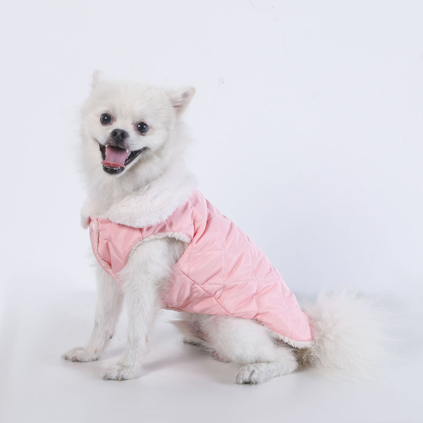 Small white dog wearing the pink padded thermal vest, side view