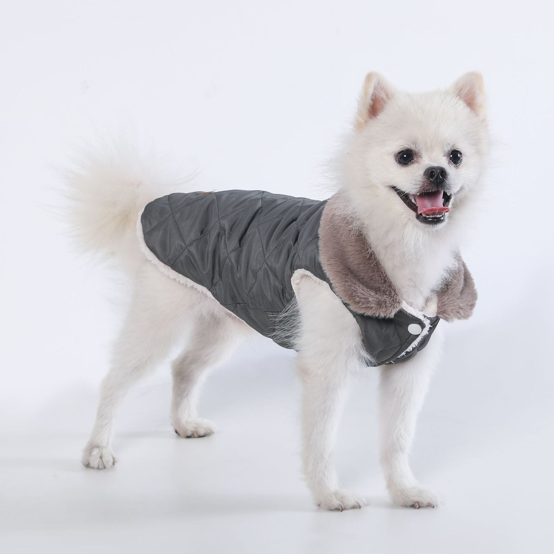 Small white dog wearing the grey padded thermal vest, side view