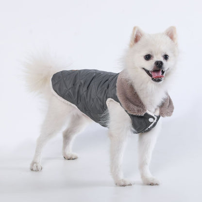 Small white dog wearing the grey padded thermal vest, side view