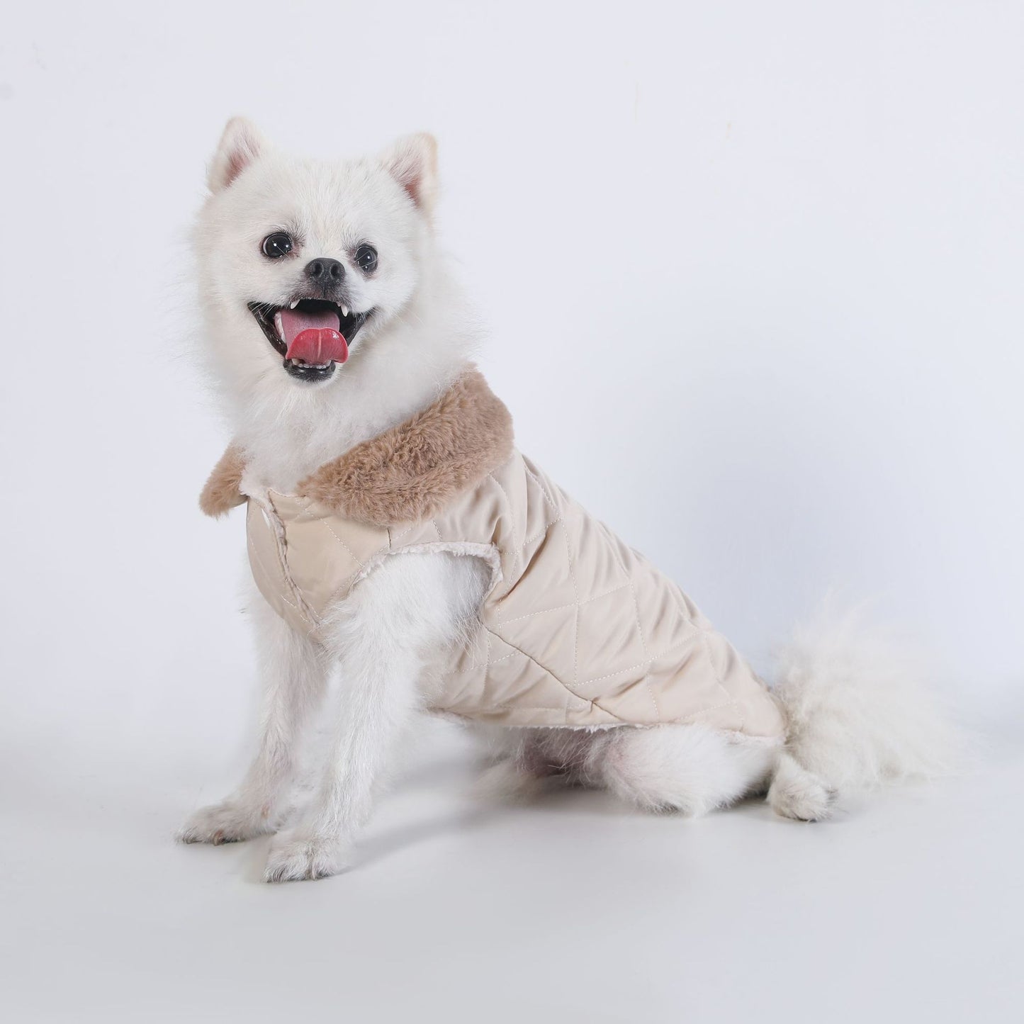 Small white dog wearing the beige padded thermal vest, side view