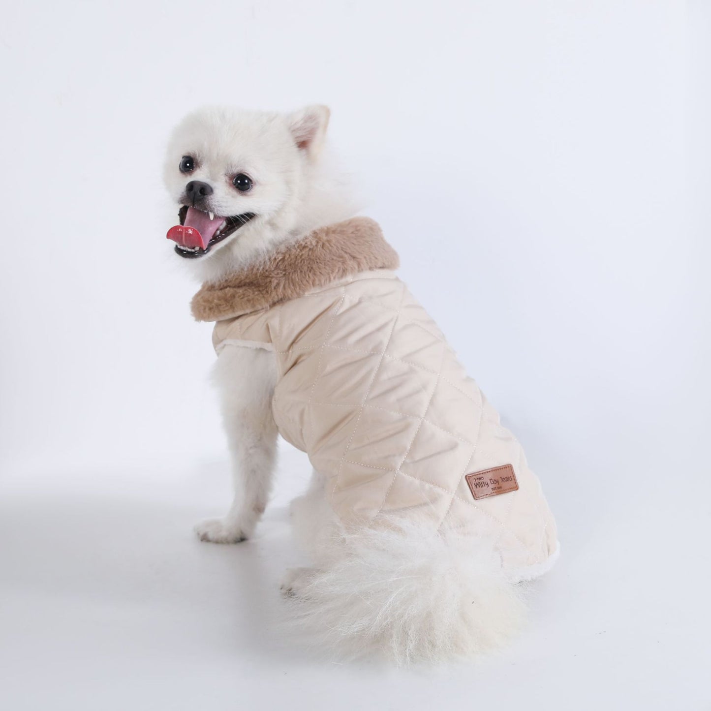 Small white dog wearing the beige padded thermal vest, rear view